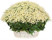 Цветочная композиция из Ромашки в корзине #REPLACE_PRED# Костенках